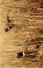 Tichnor Bros., Boston 15, Mass, U.S.A. Postcard