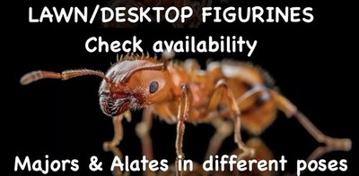  A Must Have  Ant Care Video For Rarer Monomorium Latastei Test Tube Queen Nest