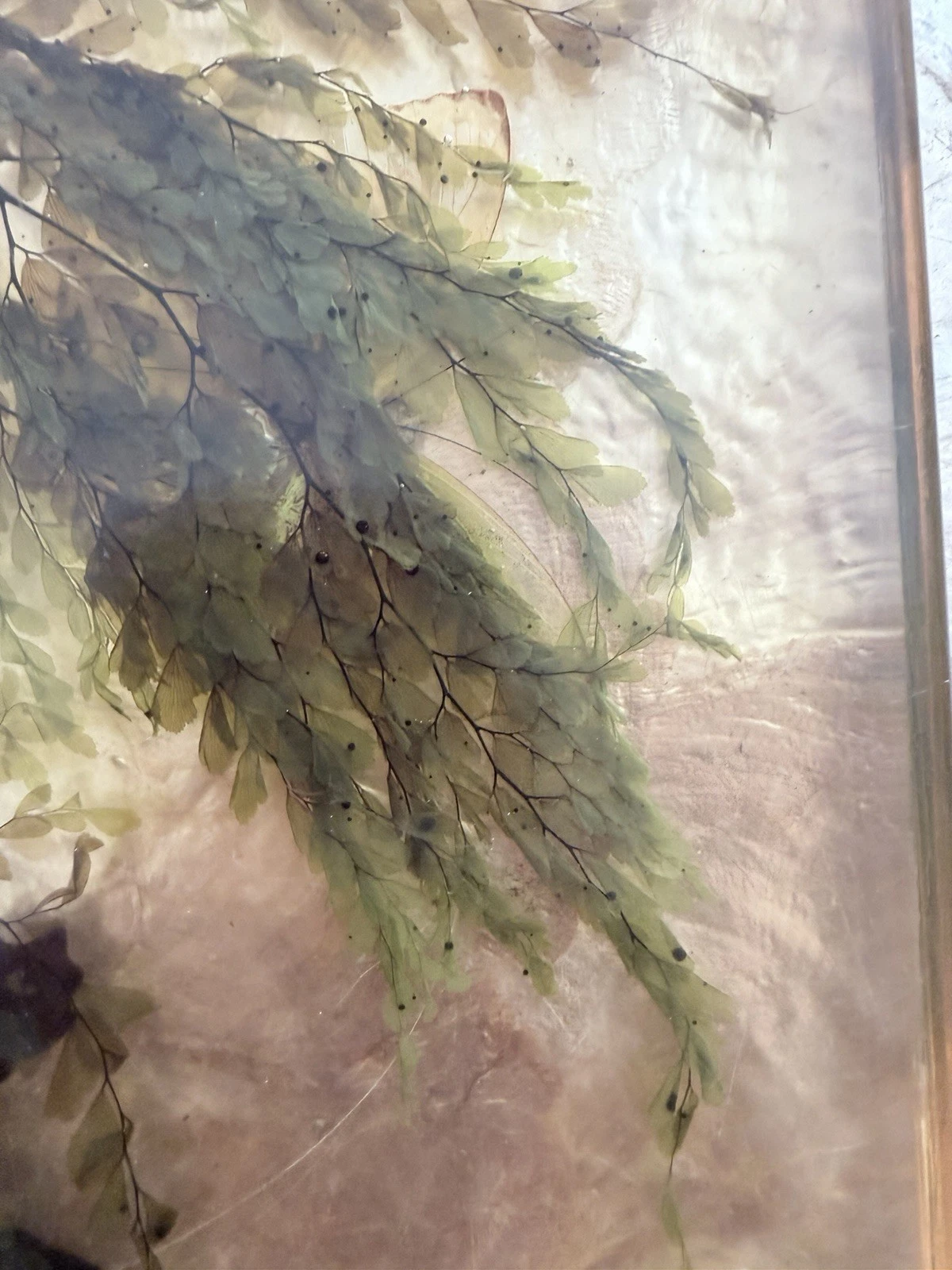 Vintage Lucite Resin Butterfly Fern Specimen Trivet Display 8in MCM Decor - product detail image 8