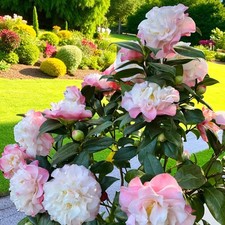 Camellia Nuccio's Jewel in 3L Pot -Two Toned Evergreen Hardy Garden Shrub