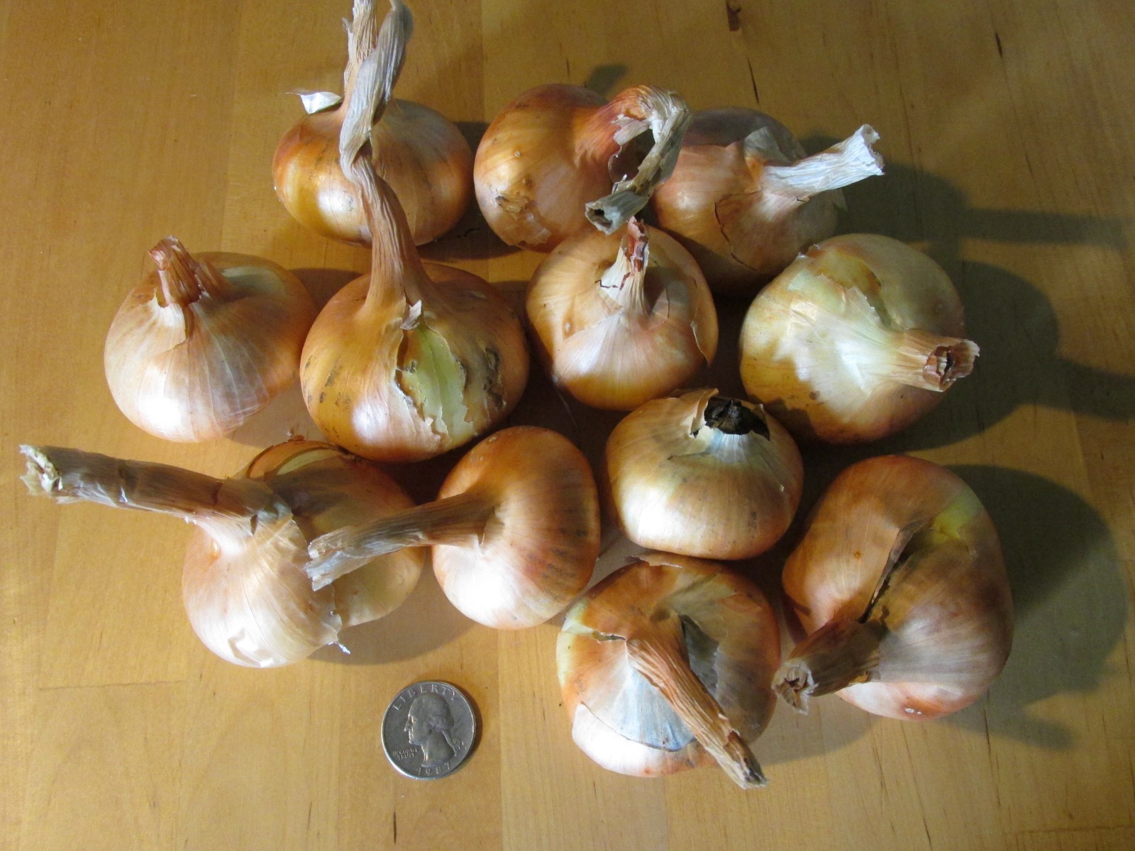 Green Mountain Potato Onion Seeds and Bulbs Organic Multiplier Onions