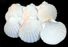 6 LG White Irish Baking Scallop Shells 4-4.5" Restaurant Quality Beach Dining