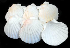 6 LG White Irish Baking Scallop Shells (4-4.5") Restaurant Quality Beach Dining