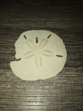 Medium Size Sand Dollar Freshly Dove For In Siesta Key Florida