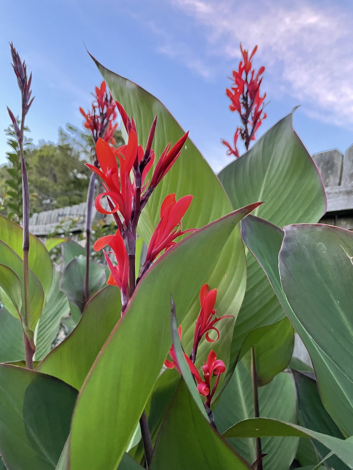 red canna lily bulbs eBay