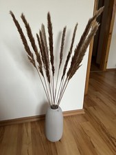 Getrocknetes Pampas Gras braun (6-8 Stiele)