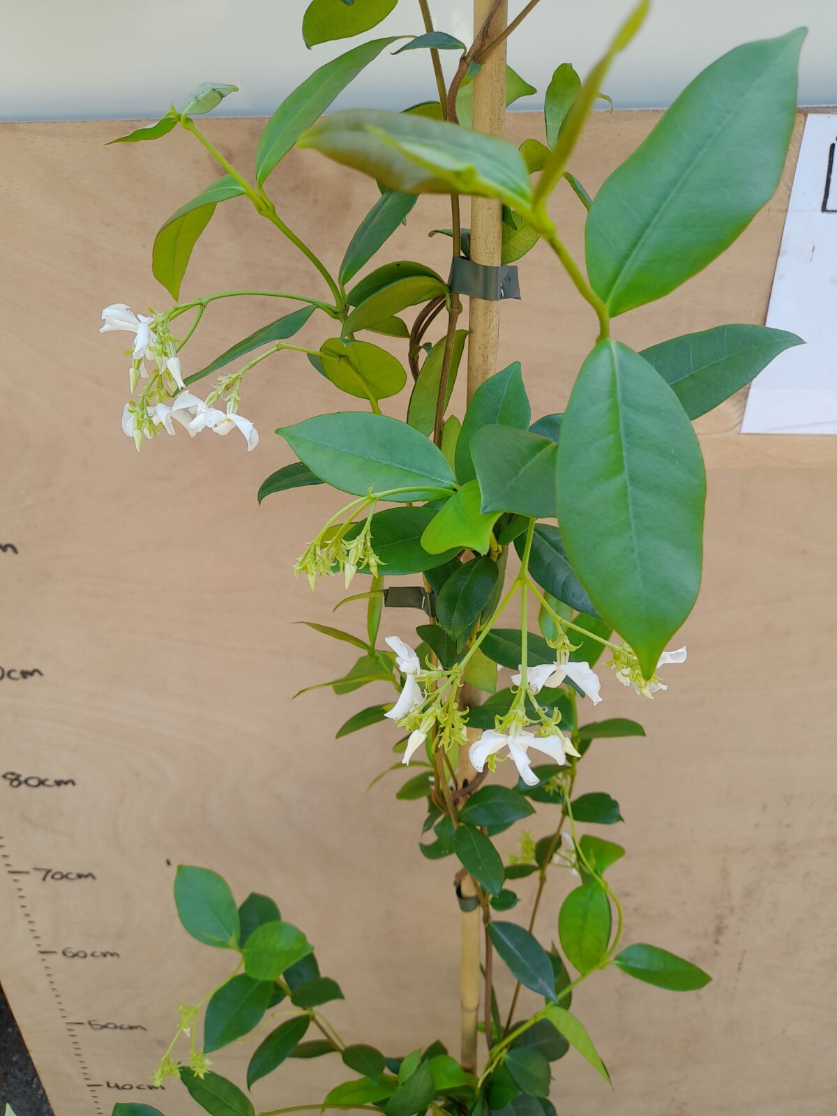 Scented star Jasmine plant EVERGREEN winter hardy white flowering 5L 1.8M tall eBay