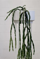 Rhipsalis Paradoxa | x5 Fresh 10cm Cuttings | Indoor Plant | Houseplant Plant 