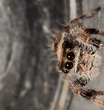 Regal Jumping Spider i5