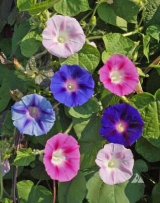 Ferry-Morse Morning Glory Giant Mixed Color Seeds (Annual