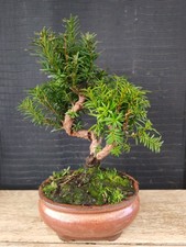 bonsai tasso  33 cm visita il negozio