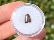 Fossil Crocodile Tooth in Case Hell Creek Fm Cretaceous Dinosaur Tooth Montana