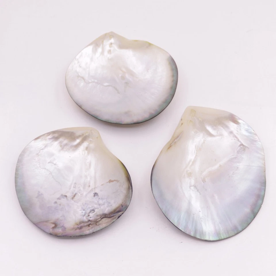5 PCS 70mm-80mm  Shell Natural Mother of Pearl No Hole Collectibles - Image 3 of 4