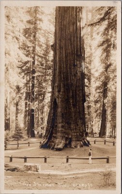 General Sherman Tree, SEQUOIA NATIONAL PARK, California Real Photo Postcard