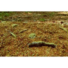Waldbasis Sp&auml;tsommer - Grasmatte 18x28cm Begr&uuml;nung Diorama, Modellbau Landschaft