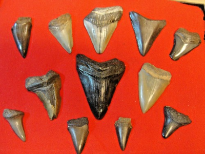 #ad Lot Of 12 Fossilized Shark Teeth Megs Great Whites Found In Carolinas $37.80