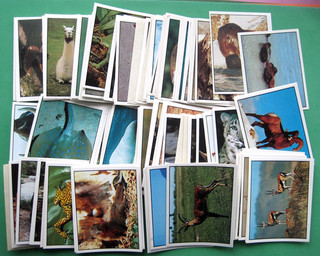 ANIMALS OF THE WORLD PANINI 1992 BUNDLE 150 STICKERS VG /EXC
