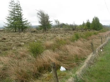 Photo A2 Moorland with birch and larch Springhill/NS8858 By the side of c2012