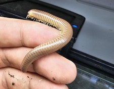 Rhinocricus sp. Millipede 1 Ct