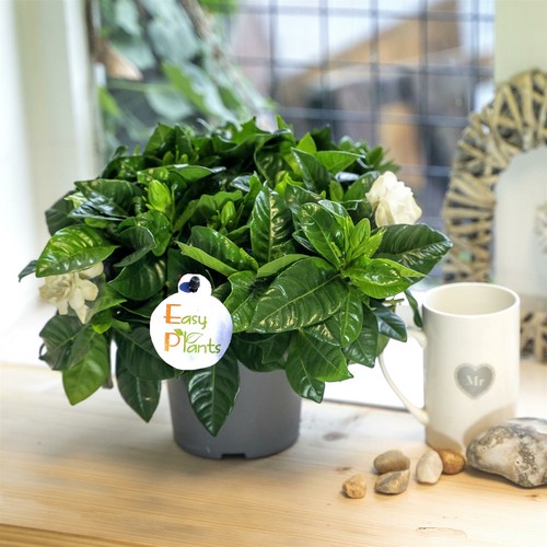 BUSHY SCENTED FRAGRANCE GARDENIA JASMINOIDES CAPE JASMINE INDOOR PLANT