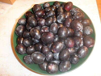 Olives, 6 pounds, fresh, raw for home curing, organic  Sevillano, super large 