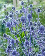 Eryngium Planum, sea holly in 1L pots, Free Delivery