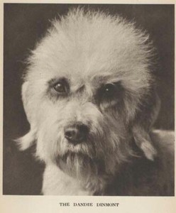 Dandie Dinmont Terrier "P" - CUSTOM MATTED - 1931 Vintage Dog Art "Photo" Print