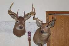 Pair Whitetail Deer Heads Shoulder Mounts Taxidermy Shed Antler Hunt Mule Cape