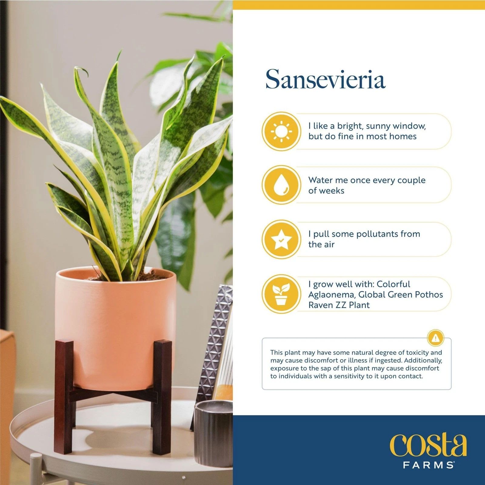 Costa Farms Snake Plant - Thumbnail 5