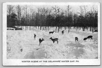 Vintage 1936 Winter Scene Delaware Water Gap PA Deer Postcard