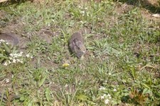 1970s 35mm Slide Baby Birds Nest Ground Wildlife Nature Spring Rural Amidst