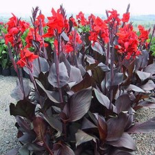 Canna Lily Tropicanna Black Potted 5 Litre large plants