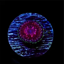 Strawberry Wine Zoa Single Polyp Coral WYSIWYG Live Coral Frag