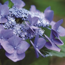 Hydrangea 'Teller Blue' 4L Plant. Lacecap blue flowerheads.