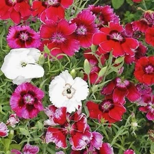 300+ BABY DOLL DIANTHUS SEED MIX Dianthus chinensis | USA SELLER - FREE SHIPPING