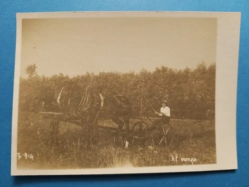 Mezzano (Parma). Antique and Rare Photo Postcard (1914). Fieldwork (Horses)