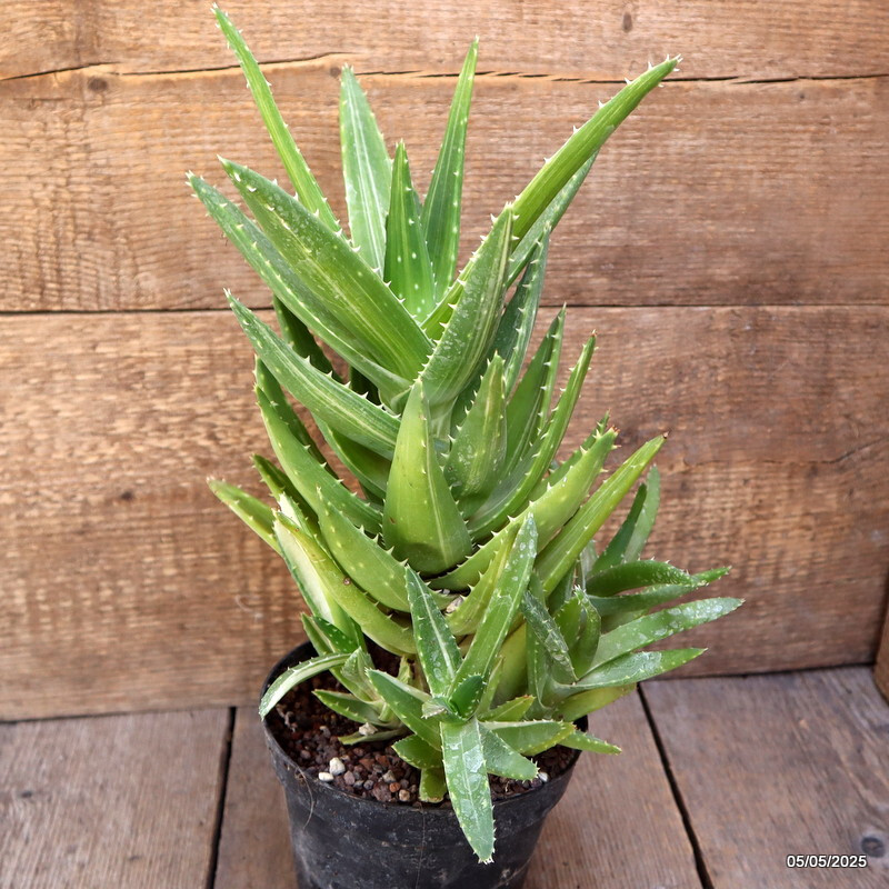 D2884 ALOE MITRIFORMIS VARIEGATED pot14-H33-W24 cm MaMa Cactus | eBay