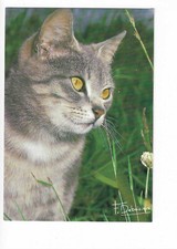 CAT CATS