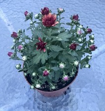 Beautiful Burgundy Hardy Chrysanthemum – Healthy Plant, Full of Buds