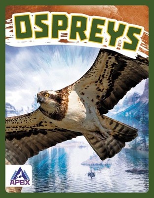 Ospreys by Connor Stratton (English) Paperback Book