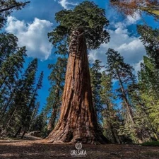 Coast Redwood Sequoia sempervirens 20 PCS fresh seeds. Sequoia tree seeds