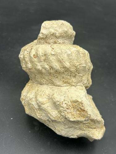 Fab 5” Prepped Texas Cretaceous Fossil Heteromorph Ammonite, Mariella Turrilite!