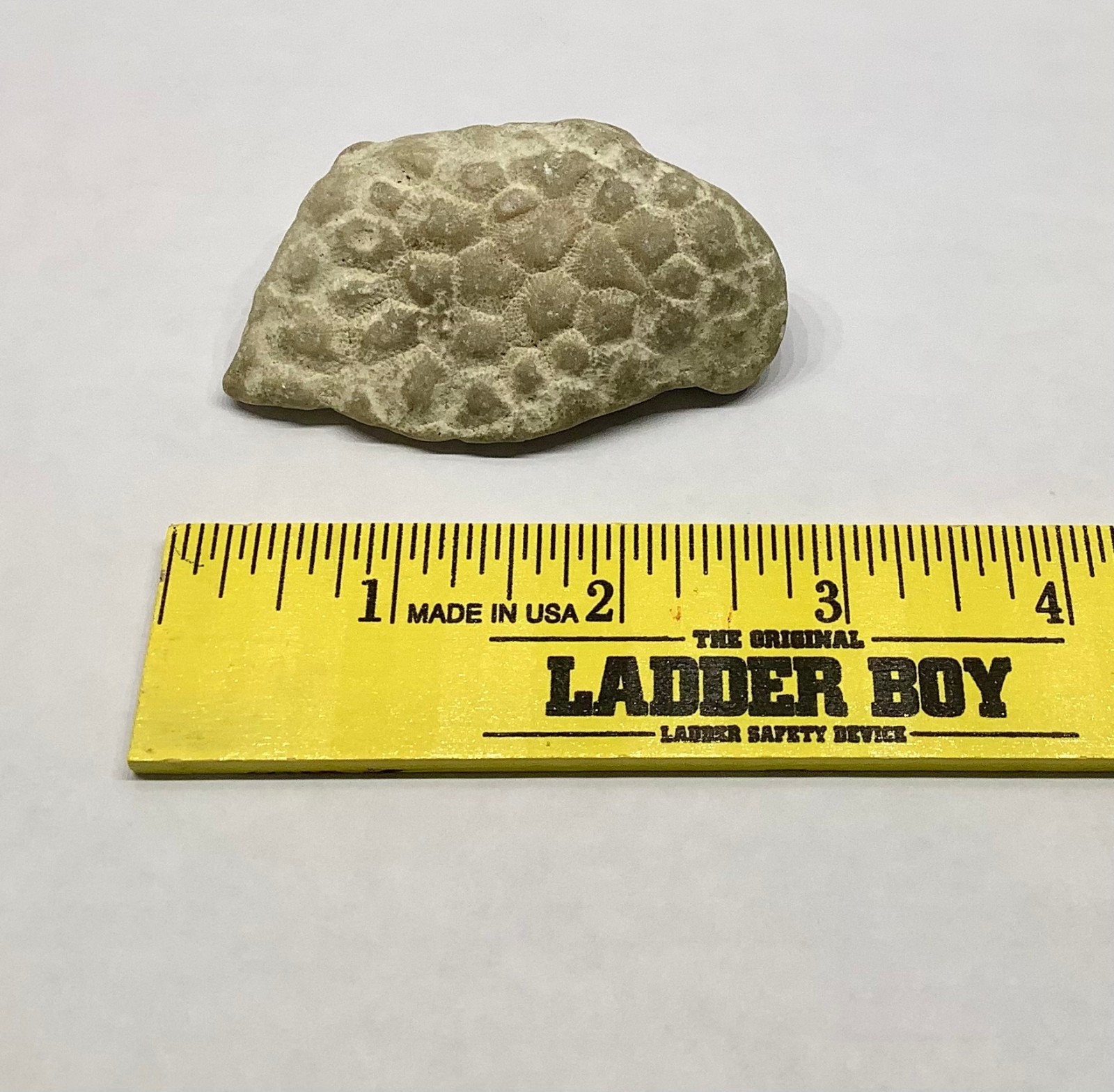 Petoskey Stone Coral Rock Fossil Collectible 2.25 oz 63g Unpolished Michigan