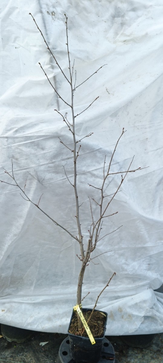 Noisetier Segorbe Corylus avellana facile à planter pot 2L résistant - 2