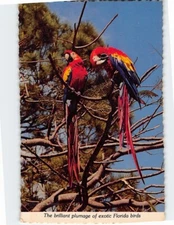 Postcard The Brilliant Plumage of Exotic Florida Birds USA
