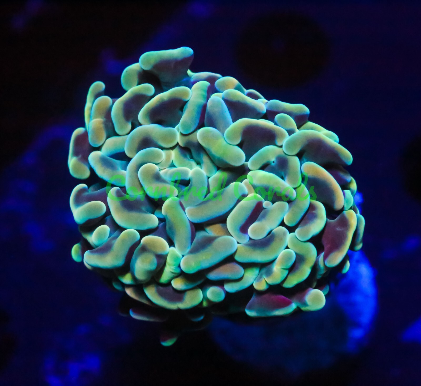 Cornbred's Creamsicle Branching Hammer Frag LIVE CORAL eBay