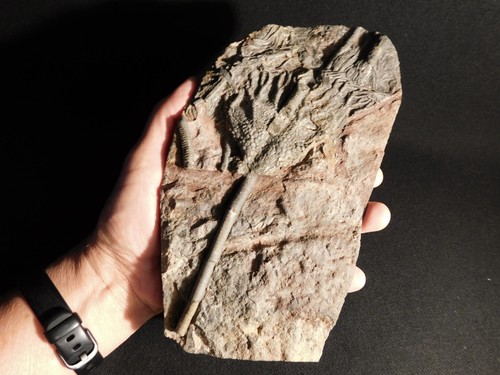 Larger! 430 Million Year Old! CRINOID Fossil or Sea LILY Fossil Morocco 922gr