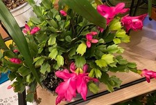 3×Weihnachtskaktee -  Schlumbergera  tiefes rosa/ werden  auch im Urlaub versend