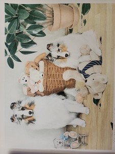 Limited Edition Sheltie Print CAUGHT IN THE ACT By Pamela Pool Signed