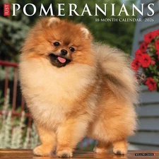 Pomeranians 2026 12" x 12" Wall Calendar (free shipping)